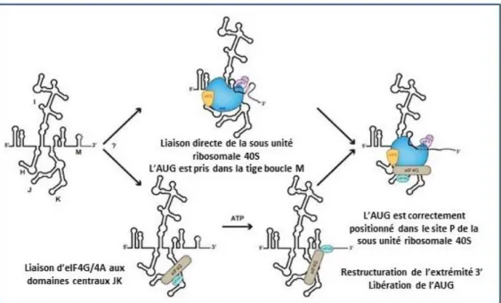 Figure 24 : Modèle du mécanisme d’initiation de la traduction par l’IRES du virus EMCV 
