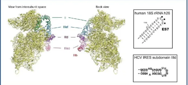 Figure 26 : Structure de l’IRES du VHC en interaction avec la sous-unité ribosomale 40S 