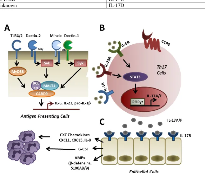 Table 2 IL-17 receptor and ligand families (adapted from [124]) 