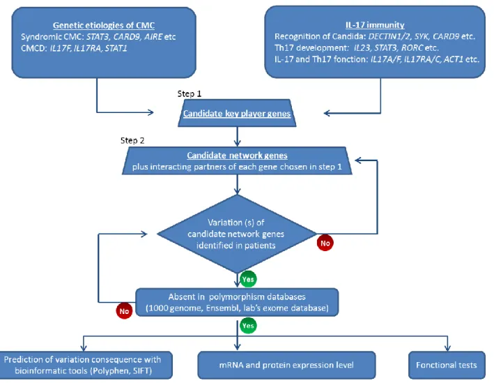 Figure 2 “Candidate gene network” strategy  