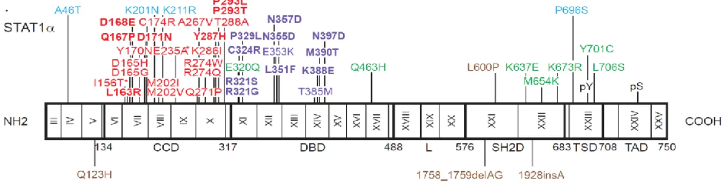 Figure 3 Heterozygous missense mutations affecting the CCD and DBD of STAT1 in kindreds with  AD  CMCD