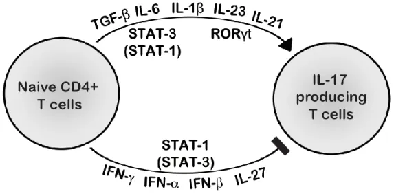 Figure 5: hypothesis I: major STAT1 activators (IFNs and IL-27) have a stronger inhibitory effect  on  IL-17  T  cell  differentiation  in  CMCD  patients