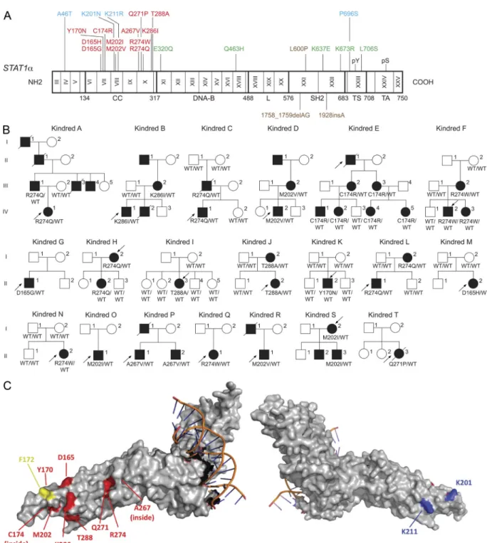 Figure 1.  Heterozygous missense mutations affecting the STAT1 coiled-coil domain in kindreds with AD CMCD