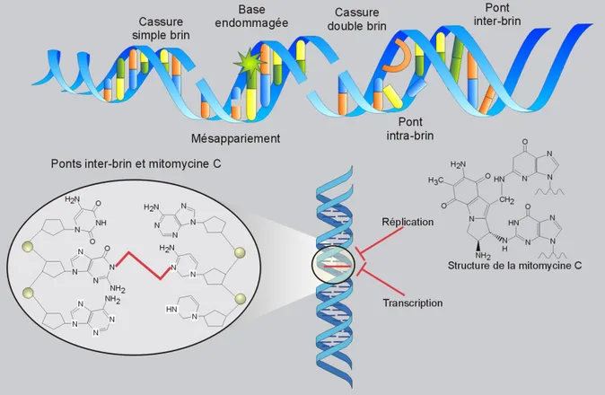 Figure 2 b : Types d’altérations de l’ADN et leurs conséquences sur la structure double 