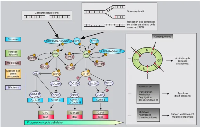 Figure 4 : Activation des points de contrôle du cycle cellulaire en réponse aux dommages 