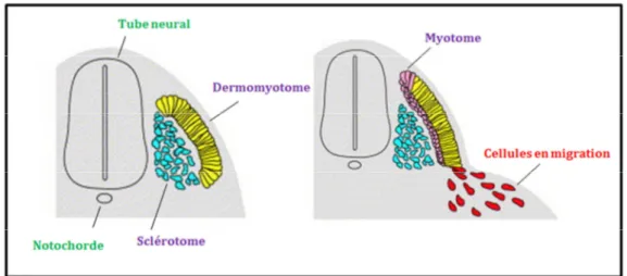 Figure 9 : Représentation schématique  des  précurseurs  somitiques en développement [46]
