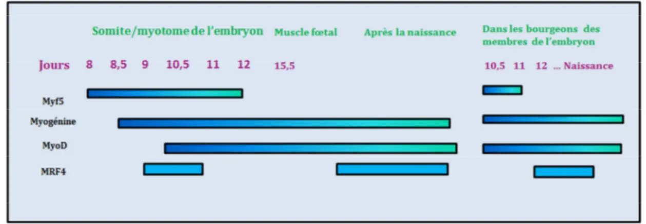 Figure 11 : Représentation schématique de la structure  des quatre facteurs myogéniques