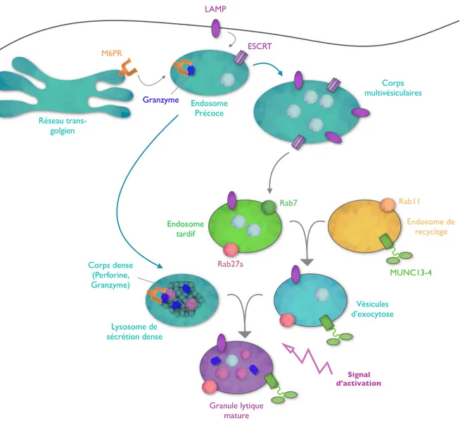 Figure 14: Résumé du mécanisme de biogenèse des granules lytiques des LTc