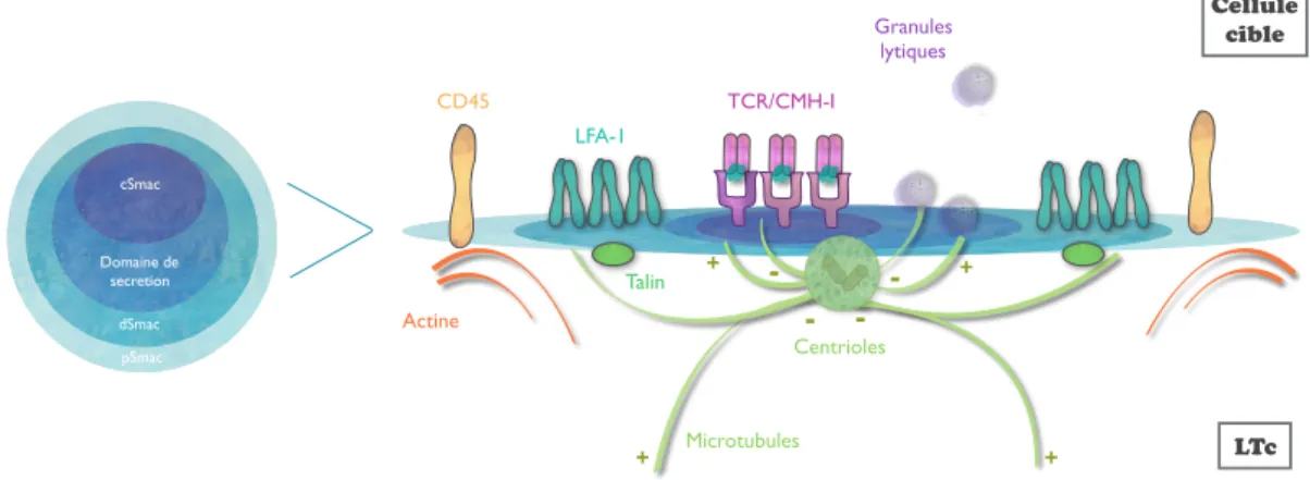 Figure 21: Schéma récapitulatif de l’organisation concentrique de la synapse immunologiquecSmacDomaine de secretiondSmacpSmacLFA-1Actine-++++TCR/CMH-IGranules lytiquesMicrotubulesCentriolesLTc Cellule cibleCD45Talin