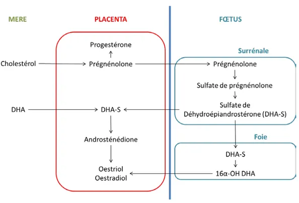 Figure 3 : Schéma de la synthèse des stéroïdes par le placenta et le fœtus 