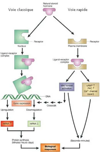 Figure 6.Voies de signalisation impliquant des récepteurs : voie « génomique classique » à  gauche et voie « rapide » à droite (D’après Norman et al., 2004) 