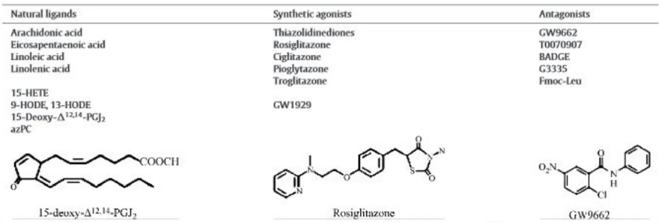 Figure 12. Ligands naturels, agonistes synthétiques et antagonistes de PPARγ (Fournier  et al