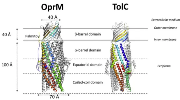 Figure 20: Ribbon diagram of OprM and TolC. Adapted from Phan et al 2010 Structure. 