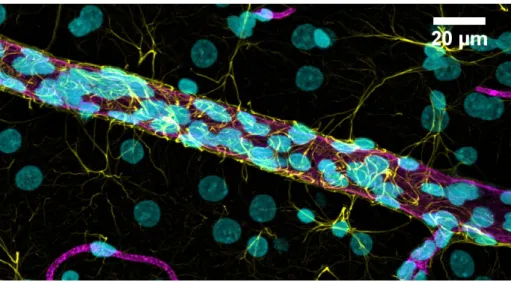 Figure  3.  Confocal  microscopy  image  of  a  rat  brain  microvessel  surrounded  by  astrocytic  end-feet  processes