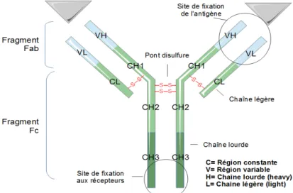 Figure 3: Structure simplifiée d’une Immunoglobuline (Adapté de  Schroeder &amp; Cavacini,  J.