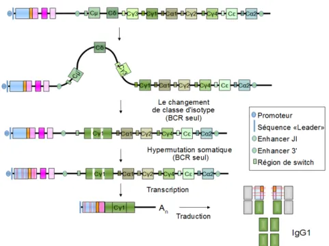Figure 5 : Schéma simplifié de la recombinaison des gènes des Immunoglobulines ( Adapté