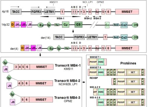 Figure 8 : Représentation  de la translocation t(4;14). La figure montre le gène de fusion IgH/MMSET avec les 3 principaux points de cassures et différentes isoformes de MMSET (Adapté   de  Keats   et   al.,   Blood,   2003   et  Brito   et   al.,   Haemat