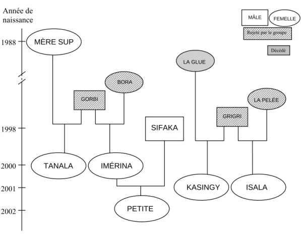 Figure 6: Composition du groupe de makis catta au moment de l’étude de 2004 