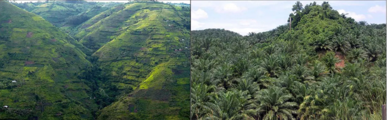 Figure  1  :  Versants  de  montagne  en  Afrique  déforestés  au  profit  de  jardins  vivriers et de plantations de palmiers à huile en Indonésie (Sources : Stefan Gara  - 2006; Badly Drawn Dad - 2006)  