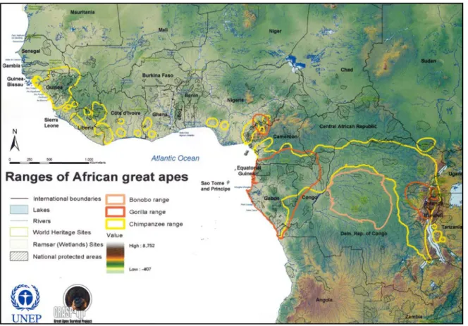Figure 4 : Aires de répartition des Grands Singes en Afrique (Source : Caldecott  et Miles, 2009) 