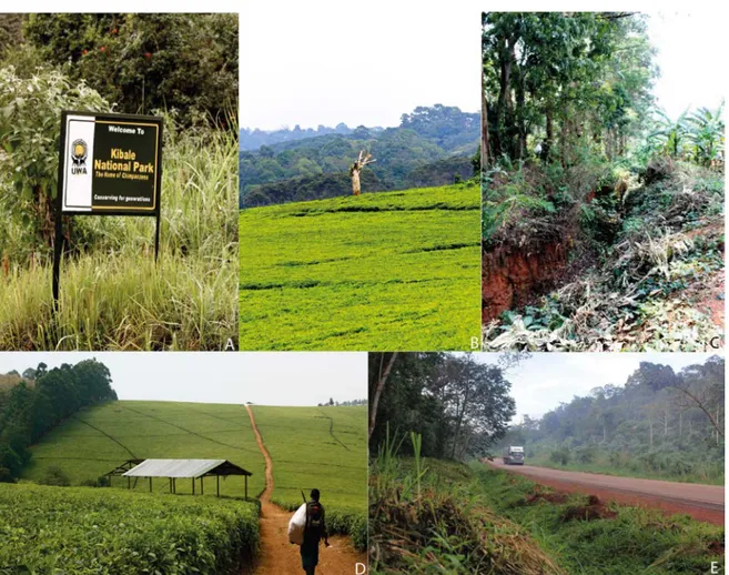 Figure  10  :  Intérieur  et  extérieur  du  parc  national  de  Kibale  :  entre  lisière  de  la  forêt et frontière entre les territoires (A : panneau à l'entrée du parc le long de la  route; B et D : les plantations de thé en lisière de forêt; C : tranchée à éléphant à  Nyakabingo; E : route goudronnée qui traverse le parc) 