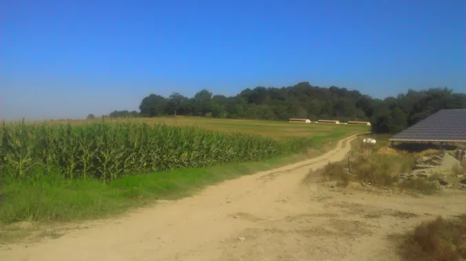 Figure 2 : Exploitation agricole à proximité d’Orthez. Au premier plan des champs de maïs et au loin, un  élevage  de  poulets  «  label  rouge  »