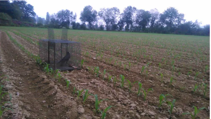 Figure 5 : Cage posée pour la capture de la corneille dans un champ de maïs, avec appelant (spécimen  placé intentionnellement, destiné à en attirer d’autres dans le piège)