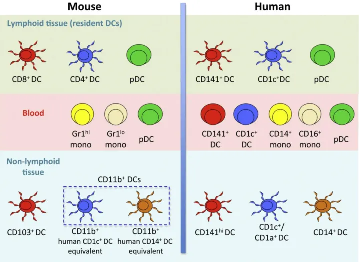 Figure 1: Dendritic cells subsets in mice and humans. From Haniffa et al., 2012 