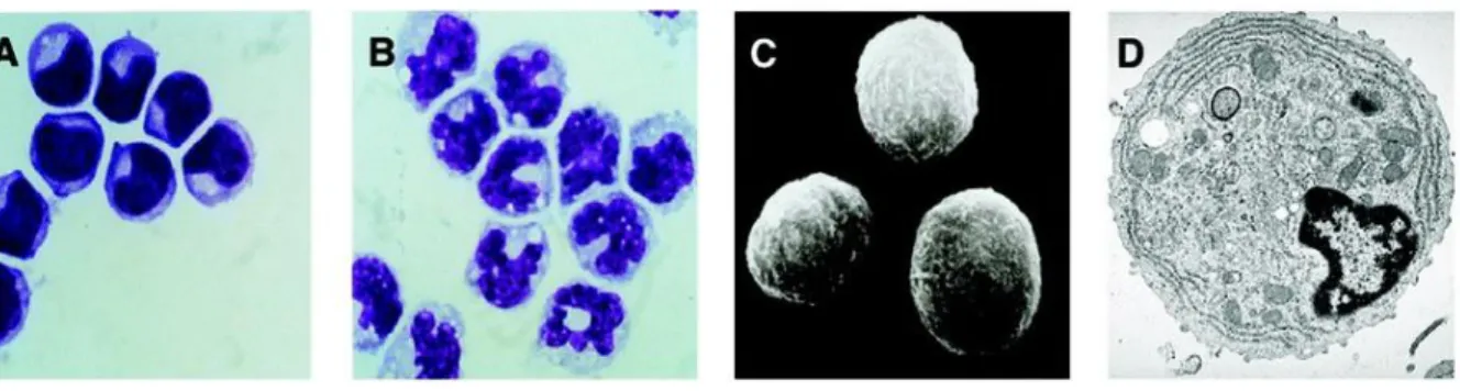 Figure 2: A. pDCs Giemsa staining. B. Monocytes Giemsa staining. C. Scanning electron microscopy 