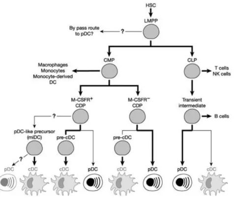 Figure 3:Possible developmental pathways to 26lasmacytoid cells. From Shortman et al., 2012 