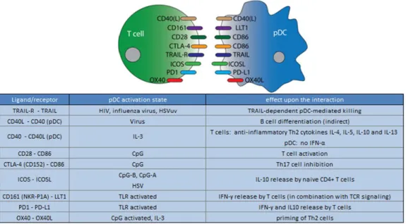 Figure 5:  pDCs T-cell crosstalk. From Mathan et al., 2013 