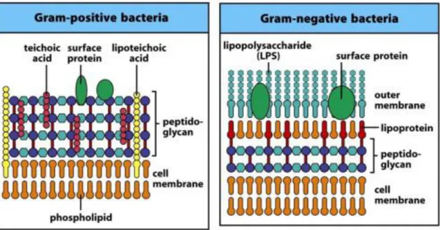 Figure 8. GRAM positive and negative bacterial membrane. From janeway et al., 2008 