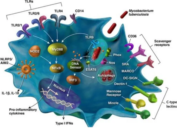 Figure 11: The different sensors present in dendritic cells. From Stamm et al., 2015. 