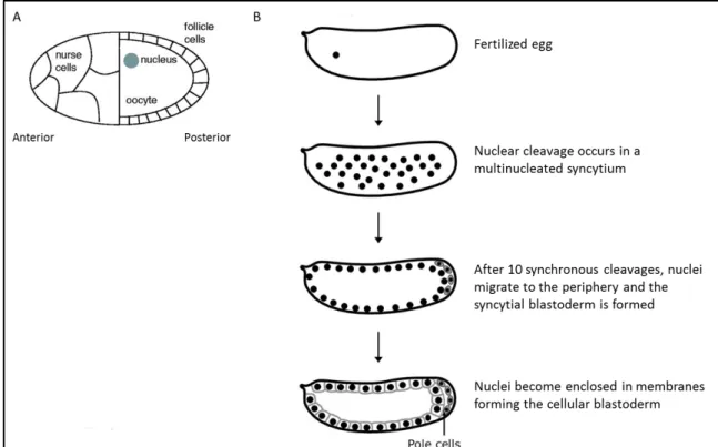 Figure 3. Representation of Drosophila oocyte and the first stages of embryonic nuclear cleavage   (A)  Representative  Drosophila  oocyte  surrounded  by  follicle  cells  and  nurse  cells