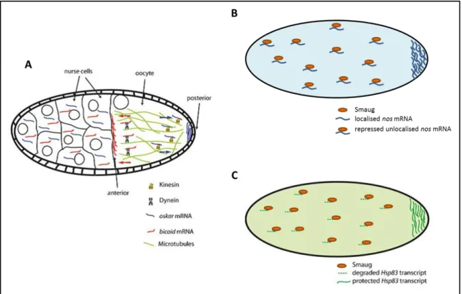 Figure 6. Examples of mRNA localization by three distinct mechanisms in Drosophila. 