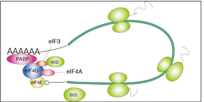 Figure 7. Formation of the closed-loop structure during mRNA translation initiation . 