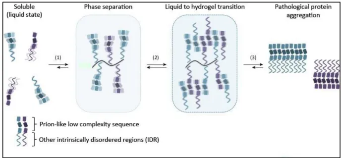 Figure 13. Linking intracellular formation of RNP granules by phase separation and disease