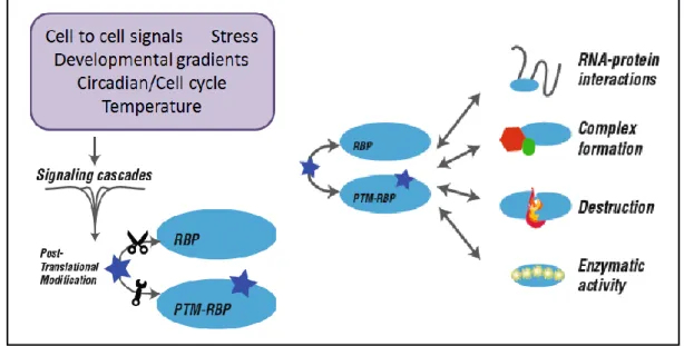 Figure 15. Signal integration and effects of PTM on RBP function 