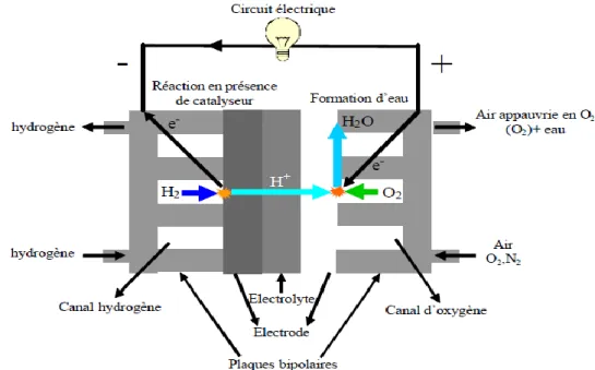 Fig. II.3 : schéma de  principe d’une pile a combustible PEMFC [14]. 