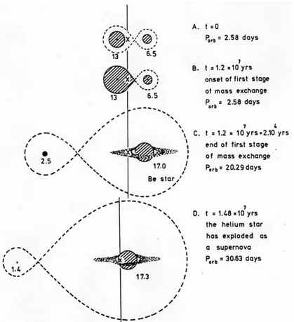 Figure 3.1 – Scénario conservatif d’évolution des BeHMXBs résumé jusqu’au stade HMXB dans lequel l’objet