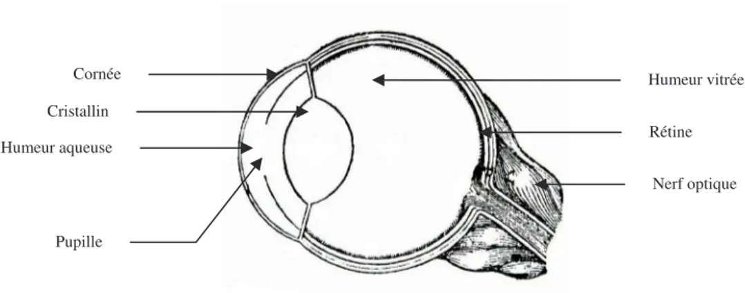 Figure 3 : Schéma de l’œil par René Descartes 5 . 