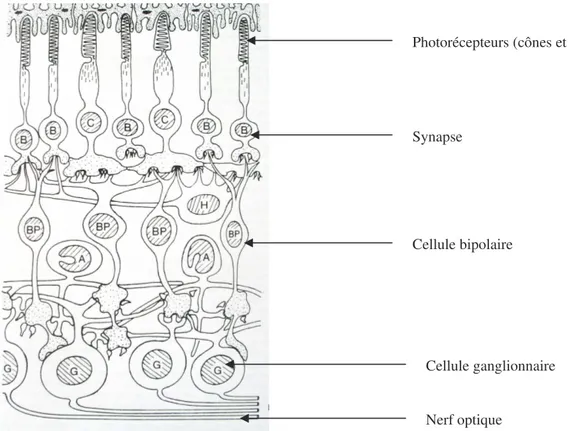 Figure 5 : Structure de la rétine. (Source : Rodieck, 1998) 