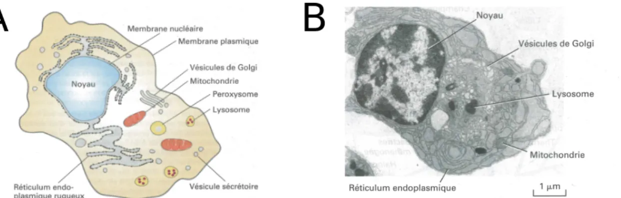 Figure 1.1 – A- Sch´ema d’une cellule eucaryote et de ses organites. B- Micrographie ´electronique montrant l’organisation interne d’un plasmocyte (globule blanc) [Lodish et al