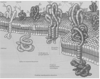 Figure 1.7 – Sch´ema illustrant la structure et la composition de la membrane plas- plas-mique [Cooper &amp; Hausman, 2000].