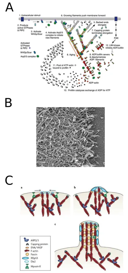Figure 1.9 – A- Mod`ele de l’activit´e protrusive de l’actine telle qu’observ´ee dans les lamellipodes [Pollard &amp; Borisy, 2003]