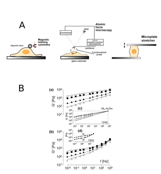 Figure 1.13 – A- Trois techniques servant `a sonder les propri´et´es m´ecaniques de cellules isol´ees [Suresh, 2007]