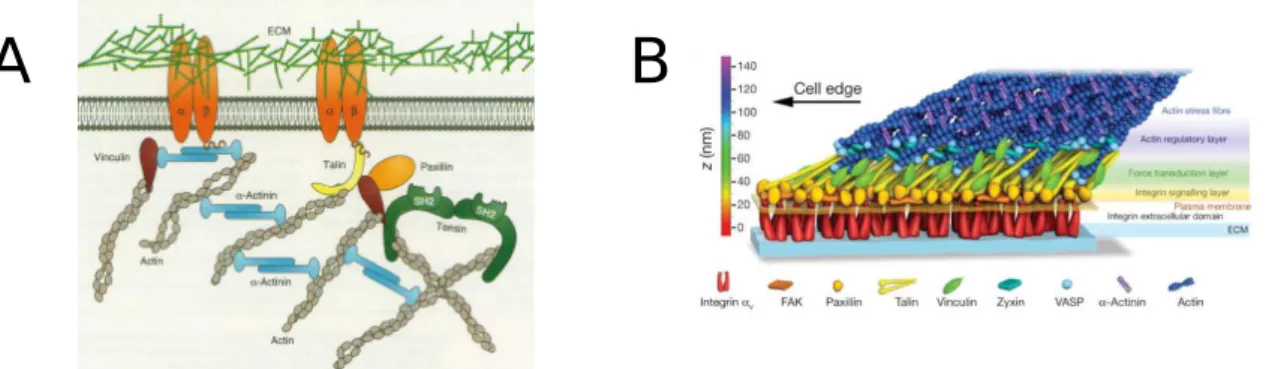 Figure 1.15 – Deux sch´emas montrant la structure des complexes d’adh´esion. A- A-Sch´ema montrant les interactions entre prot´eines adaptatrices [Clark &amp; Brugge, 1995]