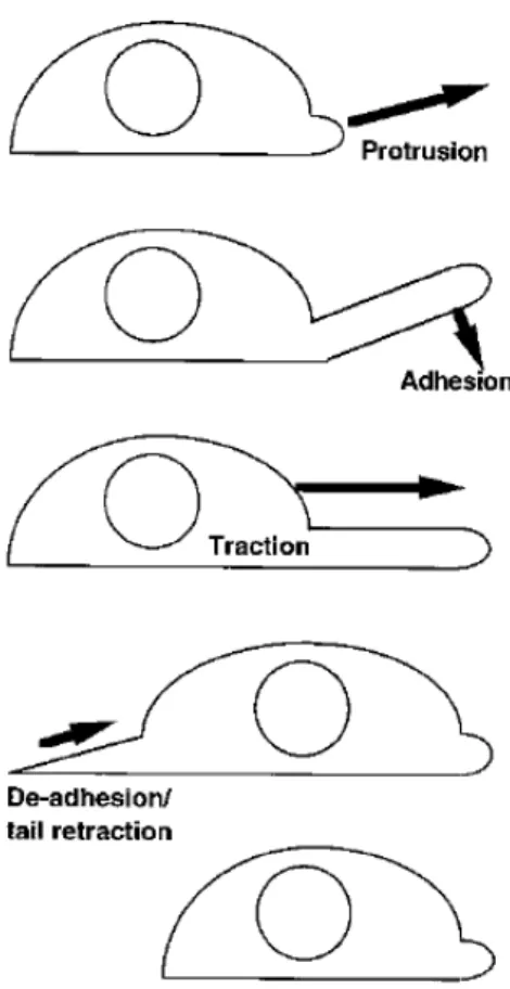 Figure 1.18 – Sch´ema de principe de la migration d’une cellule sur un substrat 2D [Mitchison &amp; Cramer, 1996].