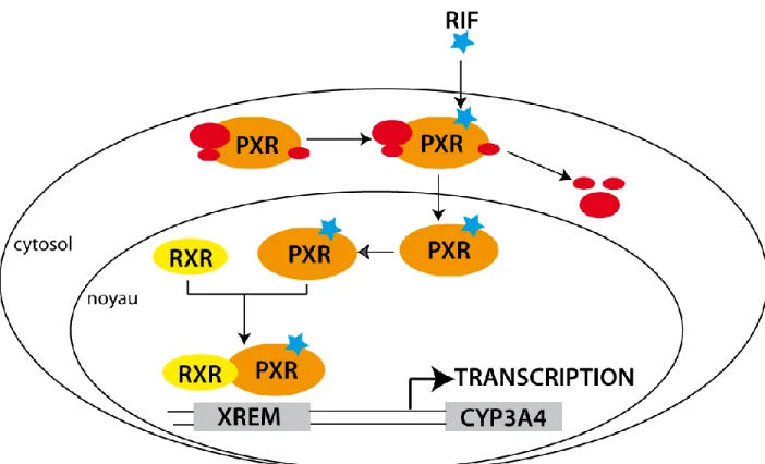 Figure I-10 : Régulation transcriptionnelle de l’expression des P450s par le récepteur PXR 