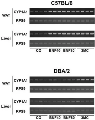 Figure  III-2 :  Induction  du  CYP1A1  par  la  BNF  chez  des  souris  sensibles  (C57BL/6)  ou  non  (DBA/2) aux inducteurs de AhR (d’après (Yoshinari et al., 2006)) 
